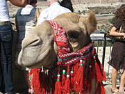 Link zum Museum Tucherschloss